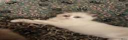 Ragdoll cats for sale: Beautiful baby girl ragdoll  in Liverpool - Advert 8