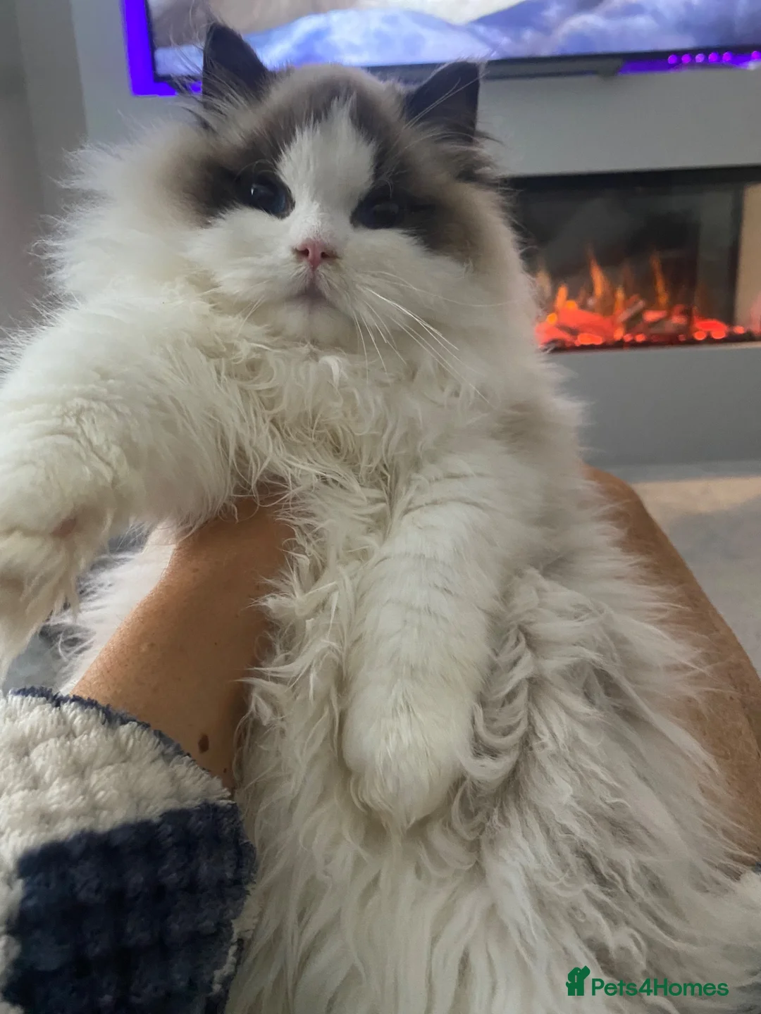 Ragdoll cats for sale: Beautiful Ragdoll kittens  - Advert 2