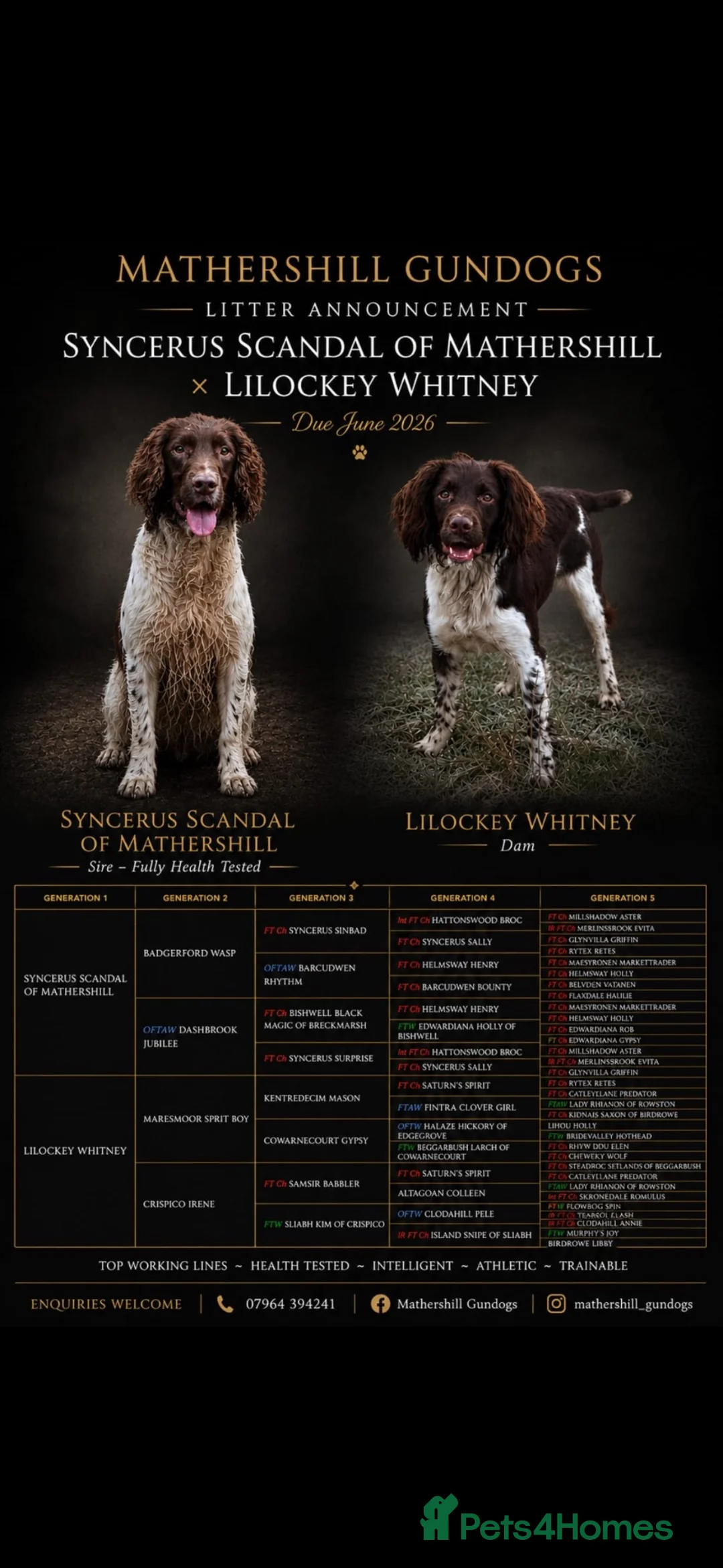 English Springer Spaniel dogs for sale: 7 gorgeous working springer spaniels  - Advert 2