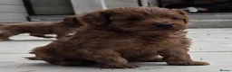 Cockapoo dogs for sale: Outstanding cockapoo puppies - Advert 21