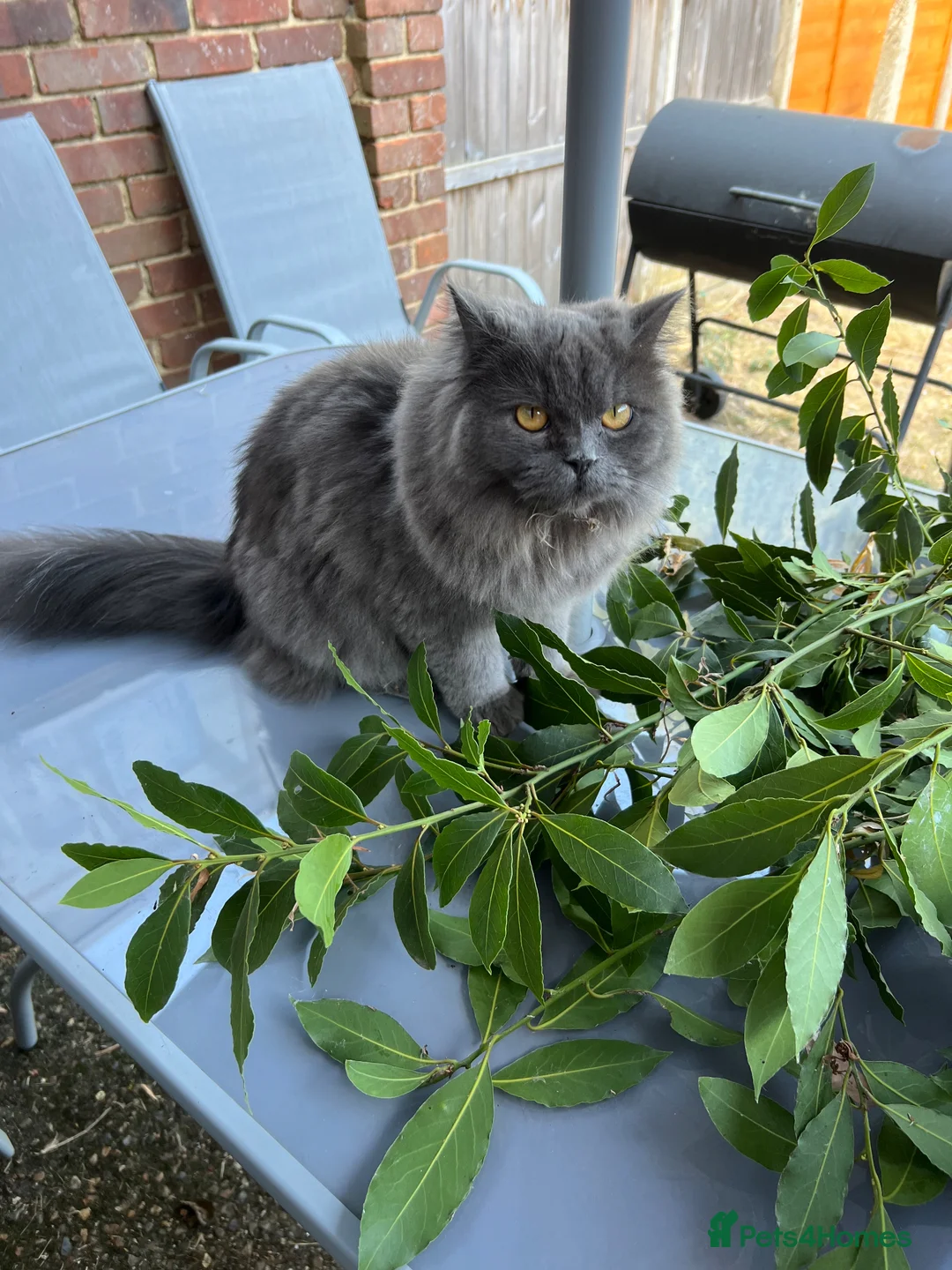 British Longhair cats for sale: Nyla and Kai British longhair siblings in Hounslow - Advert 2