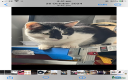 Mixed Breed cats for sale: Lovely little boy  - Image 4