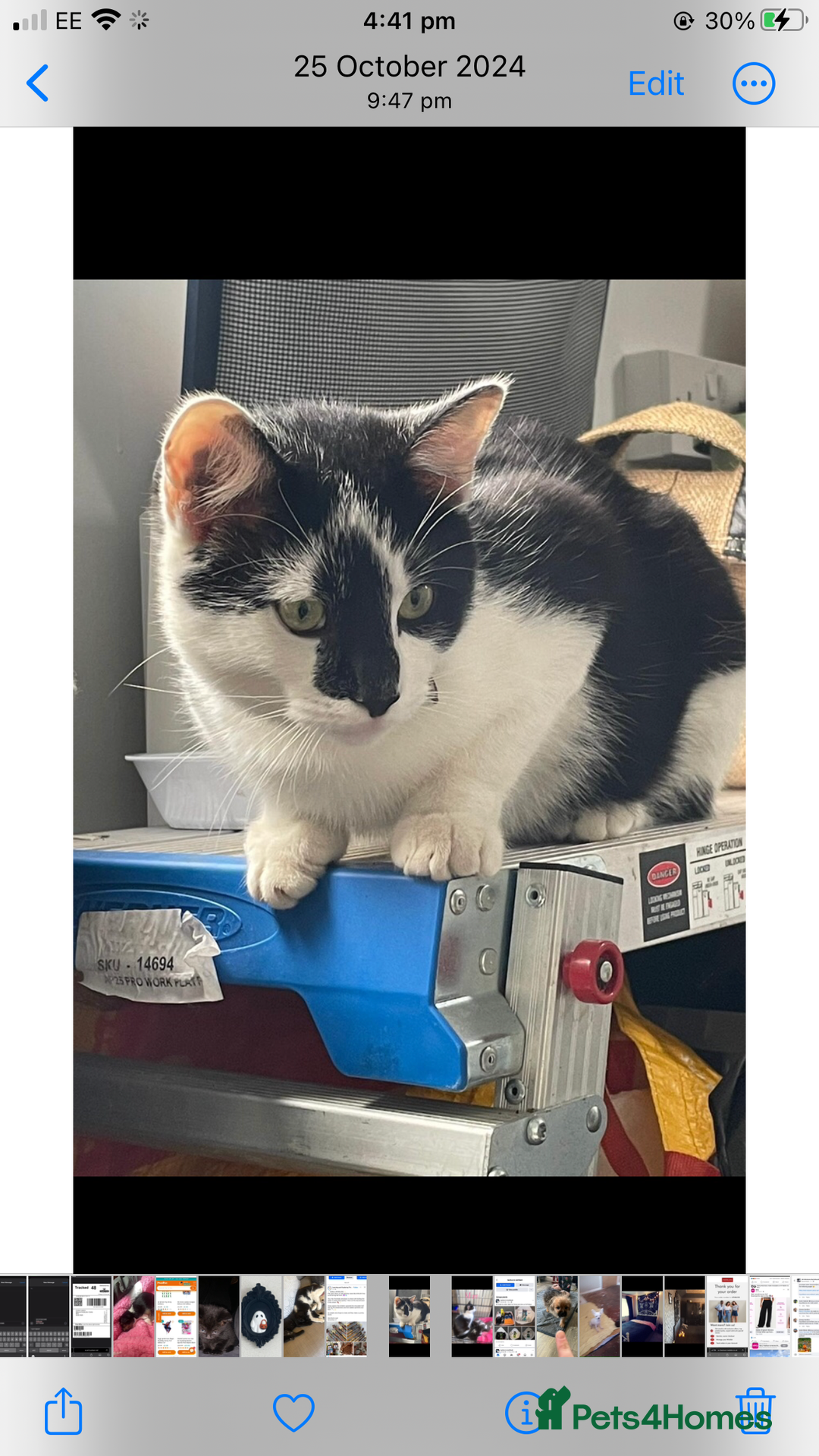Mixed Breed cats for sale: Lovely little boy  - Image 4