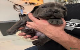 Neapolitan Mastiff dogs for sale:  Neapolitan mastiff puppies Newcastle  - Image 19
