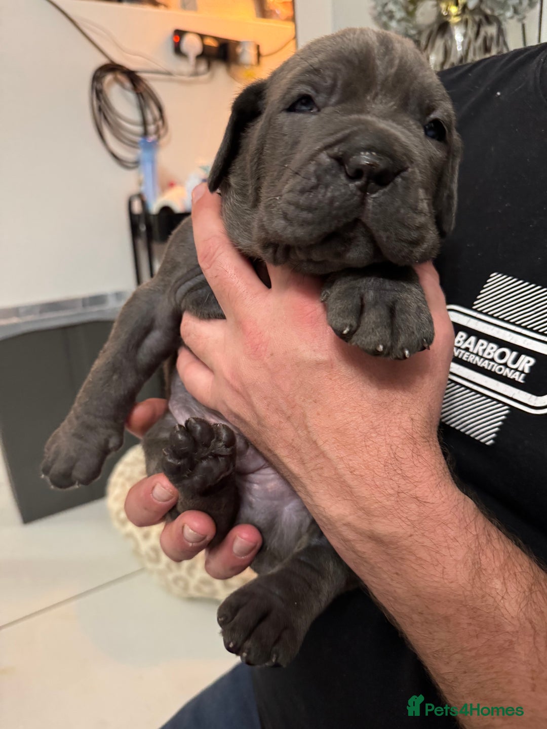 Neapolitan Mastiff dogs for sale:  Neapolitan mastiff puppies Newcastle  - Image 19