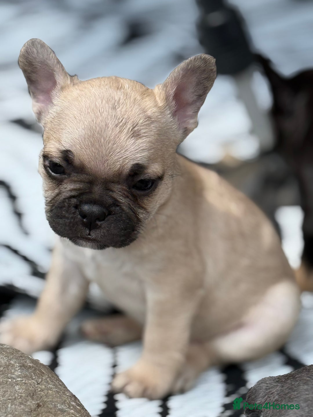 French Bulldog dogs for sale: Beautiful frenchie pups in Leeds - Image 10