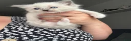 Ragdoll cats for sale: Adorable Ragdoll Kittens Ready for Reserving in Huntingdon - Advert 5