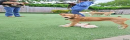 Mixed Breed dogs for adoption: Trudy - Advert 7