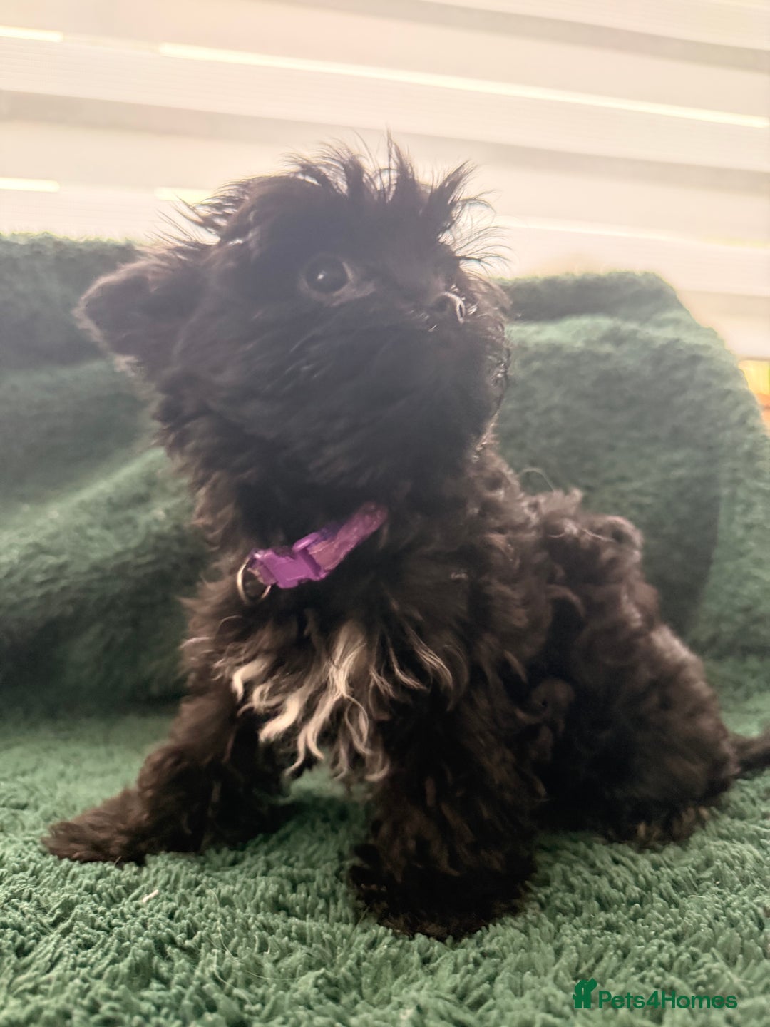 Yorkshire Terrier dogs for sale: 🐶🐶Black Yorkie  ready to rehome 🐶🐶 - Advert 6