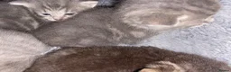 Mixed Breed cats for sale: Lovely little kittens in Boston - Advert 10