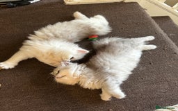 Persian cats for sale: Persian Chinchilla Kittens - Image 6