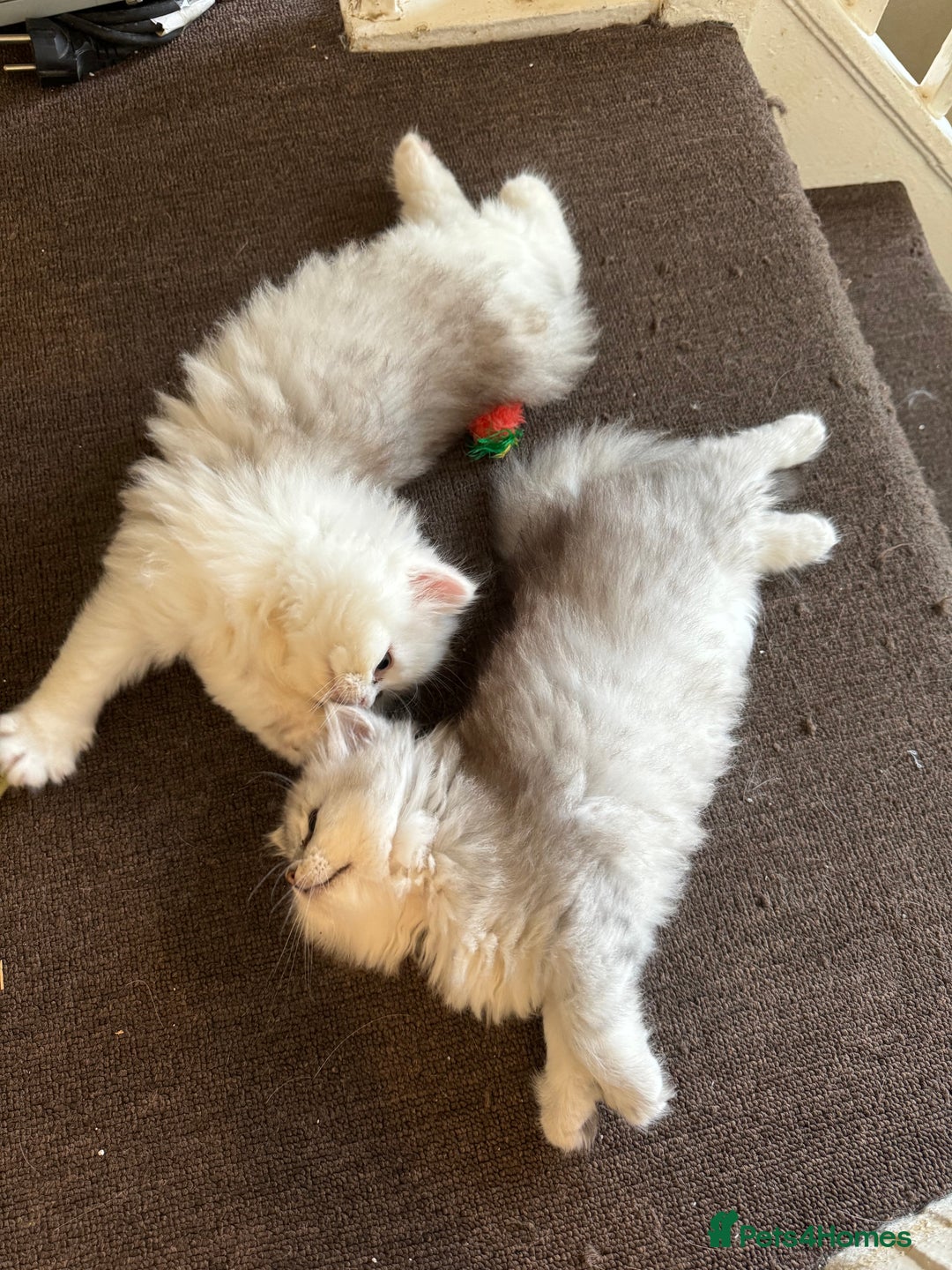 Persian cats for sale: Persian Chinchilla Kittens - Image 6