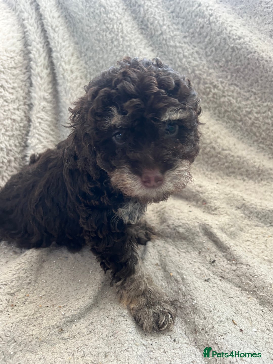 Toy Poodle dogs for sale: Toy poodle puppies - Advert 15
