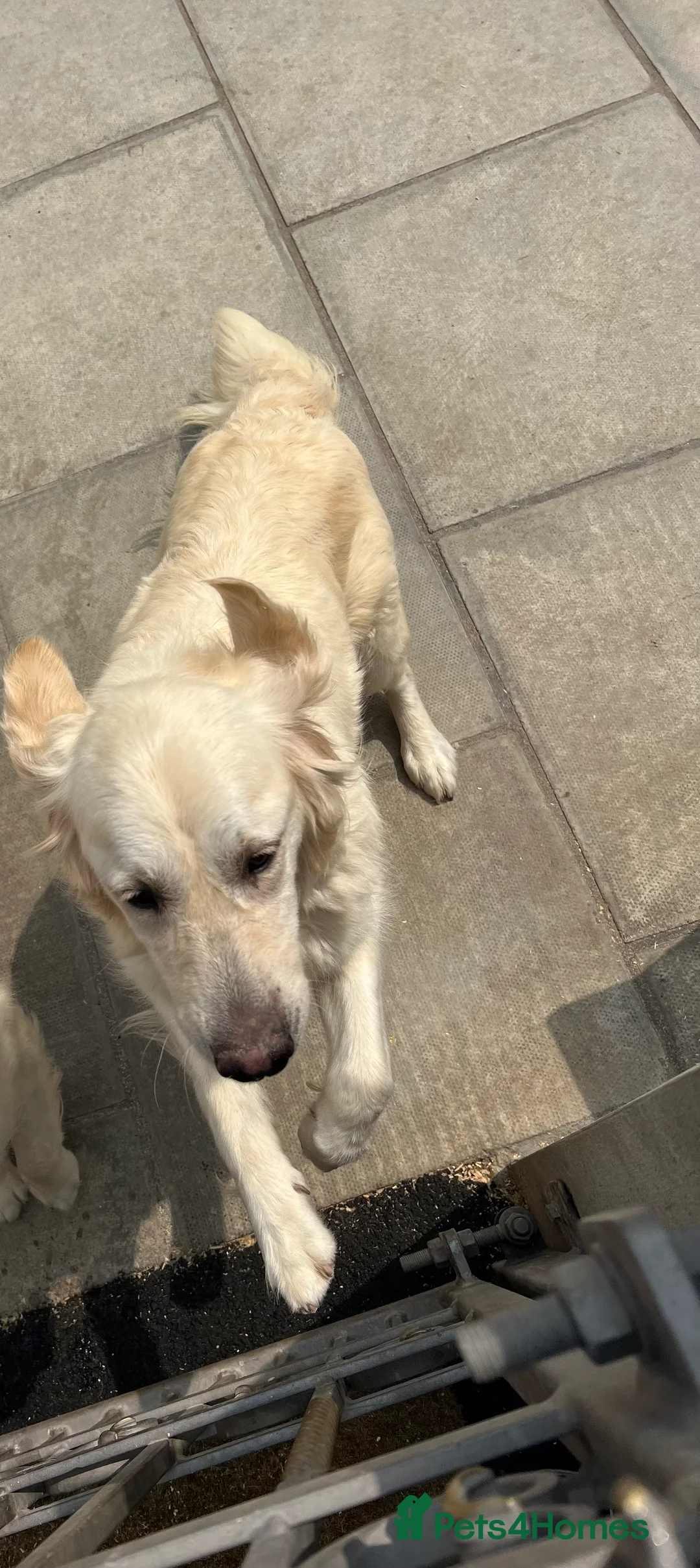 Golden Retriever dogs for sale: Rambo the retriever ❤️ - Advert 3