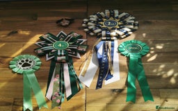 Miniature Dachshund dogs for stud: Miniature chocolate dapple mink dachshund stud dog - Image 2