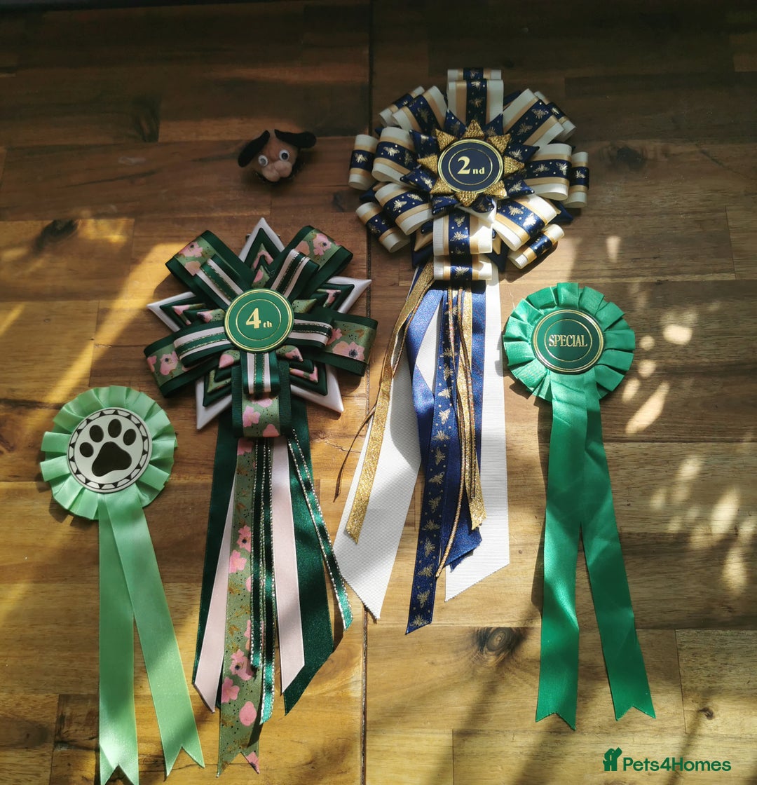 Miniature Dachshund dogs for stud: Miniature chocolate dapple mink dachshund stud dog - Image 2