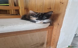 Mixed Breed cats for sale: 2 male 1 female kitten very ready to go - Image 1