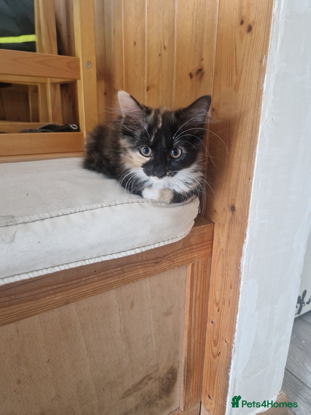 Mixed Breed cats for sale: 2 male 1 female kitten very ready to go - Image 1