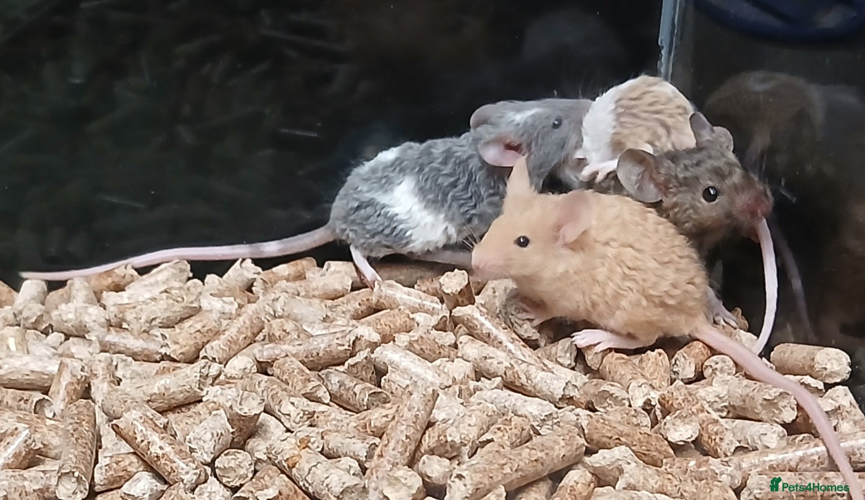 Mouse rodents Baby Coloured Fancy Mice  - Advert 4