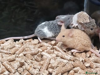 Mouse rodents Baby Coloured Fancy Mice - Advert 4