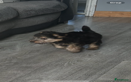 Lakeland Terrier dogs for sale: Lakeland terrier - Advert 3