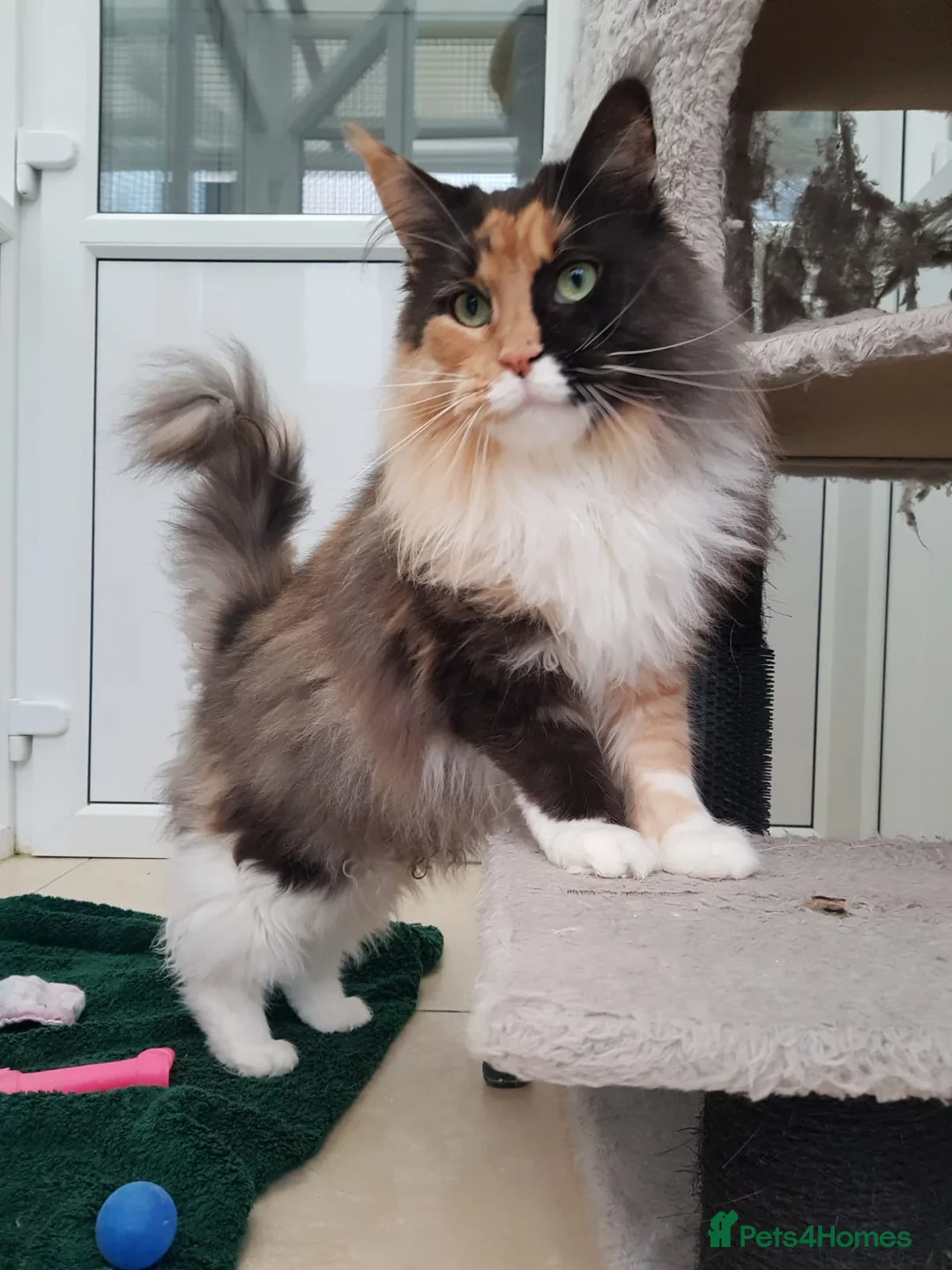 Maine Coon cats for sale: Dual reg beautiful retired Maine coon girl  - Advert 2
