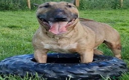 English Bull Terrier dogs for sale: Top Quality Health tested Pups  - Image 12