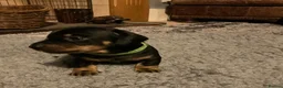 Dachshund dogs for sale: Two Black and Tan stunning boys  in Carlisle - Advert 4