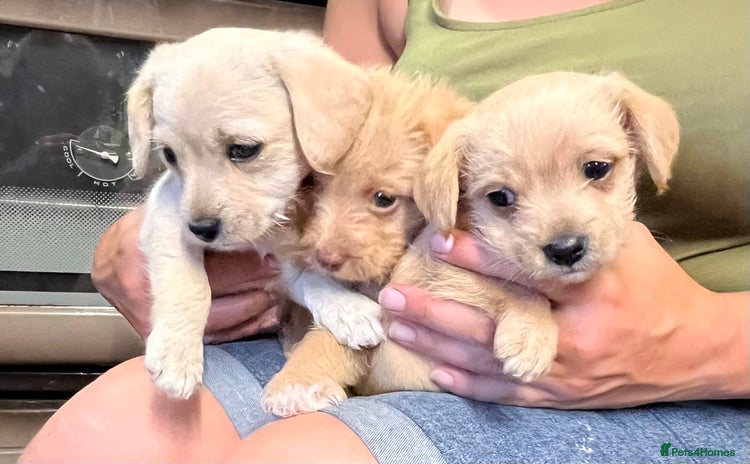 Jack Russell dogs - Advert 1