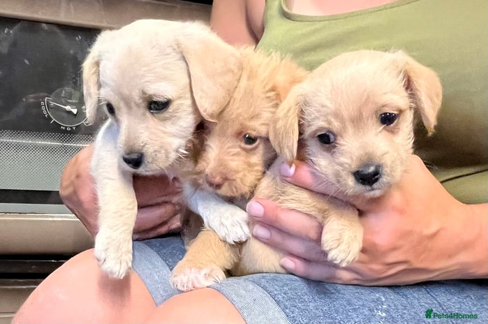 Jack Russell dogs - Advert 15