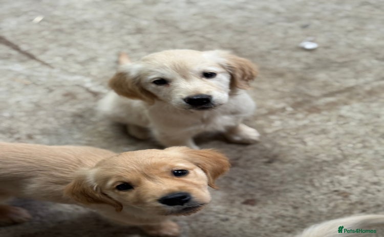 Golden Retriever dogs - Advert 4
