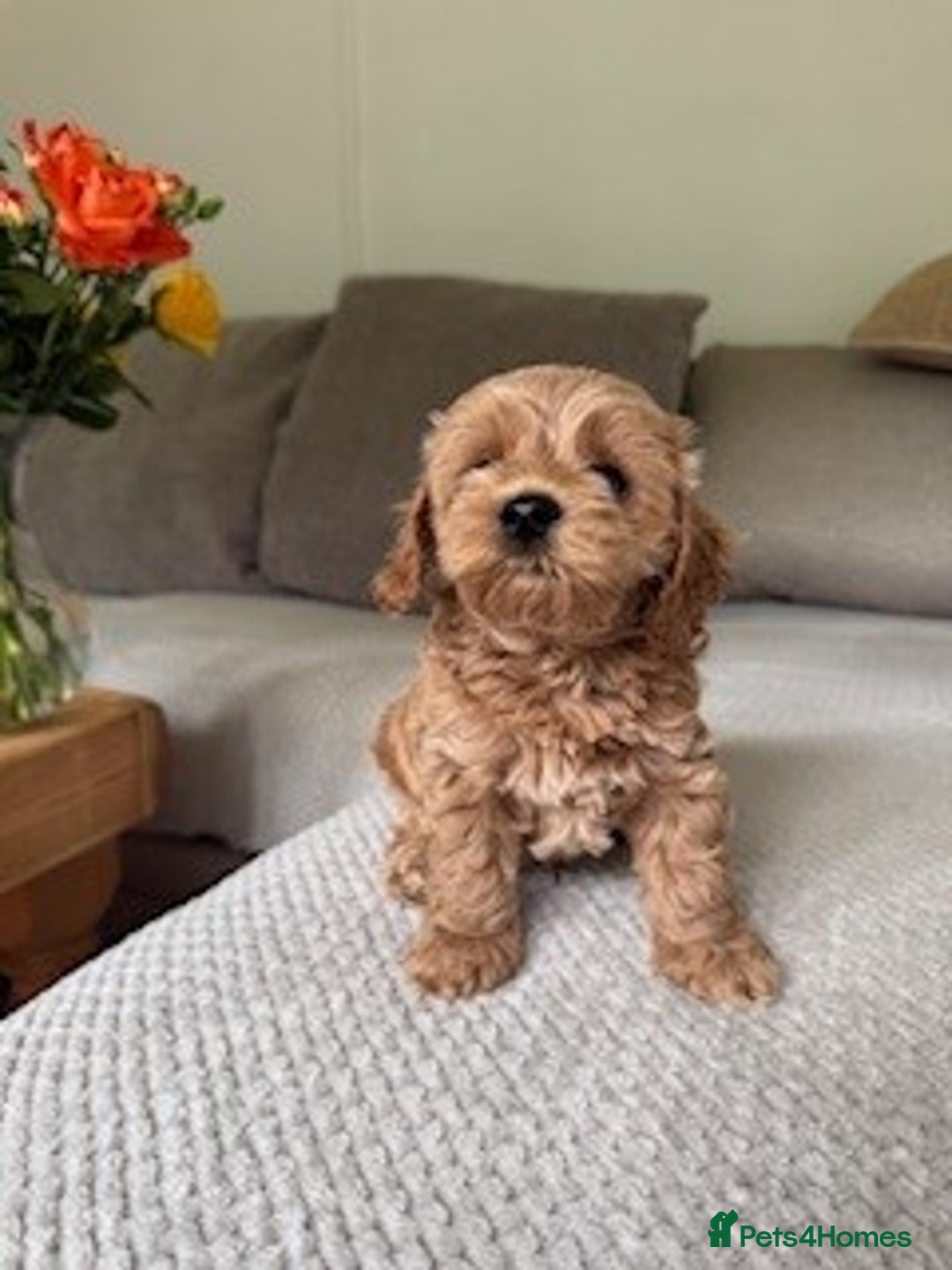 Cavapoo dogs for sale: Beautiful Litter Of F2b Cavapoos - Image 11