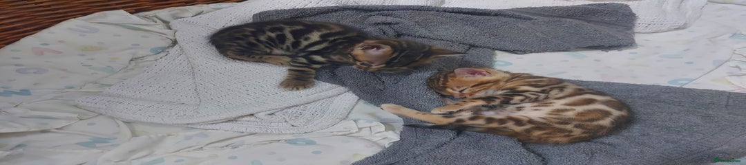Bengal Kitten 2