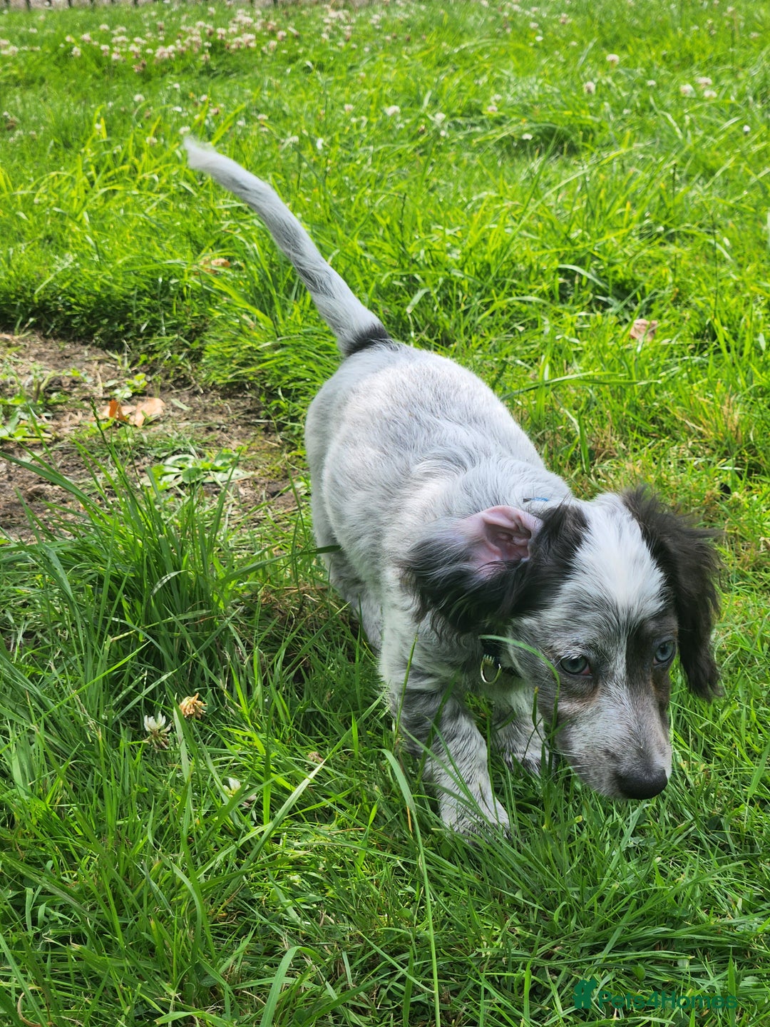 Dachshund dogs for sale: 2 White/Black/Tan long-haired dachshund puppies - Image 15