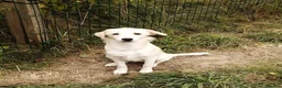 Mixed Breed dogs for adoption: ❤️ SUMMER❤️ – YOUR CHANCE TO HAVE SUMMER FOREVER - Advert 4