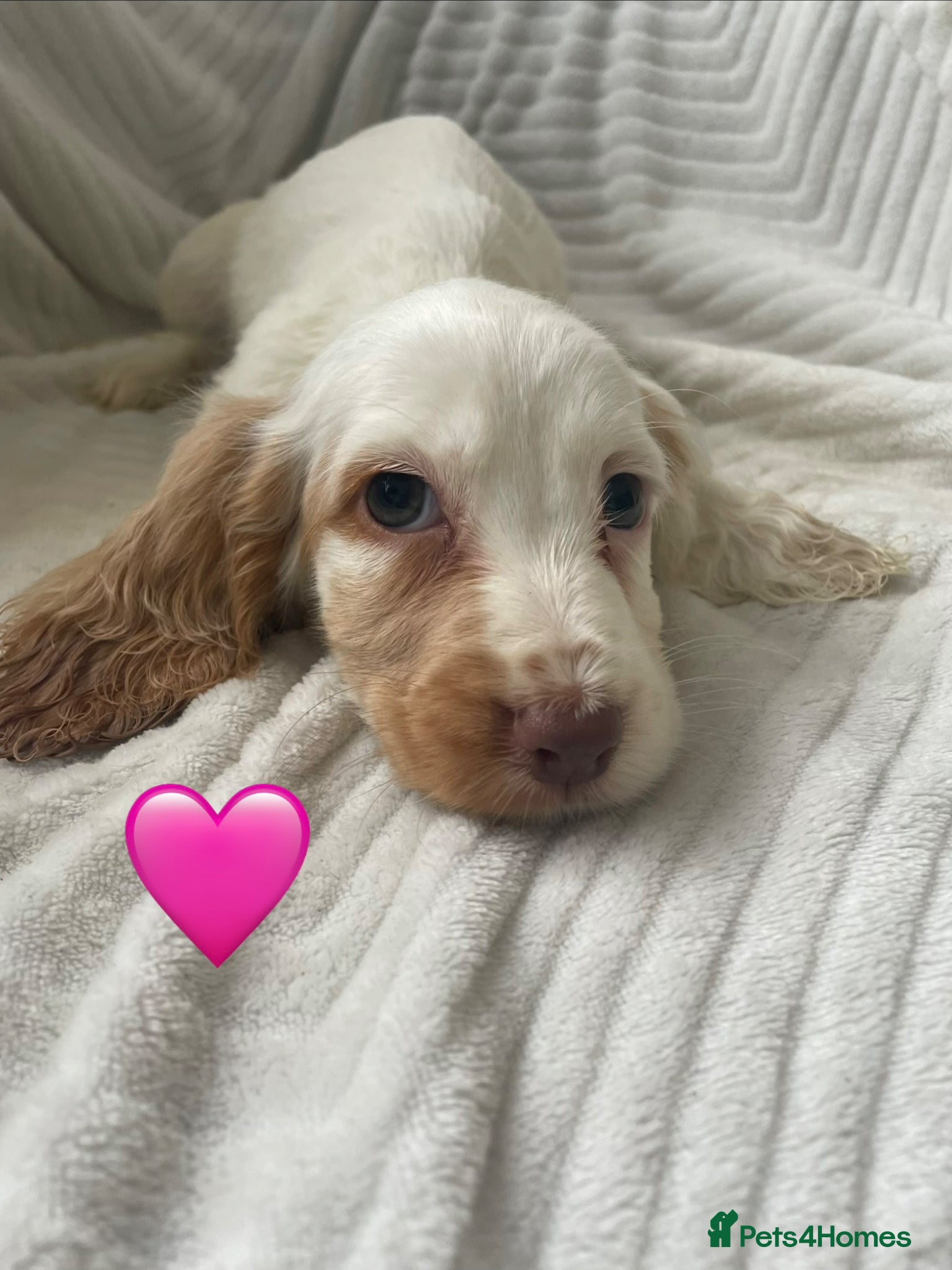 Sprocker dogs Spaniel pups  - Advert 2