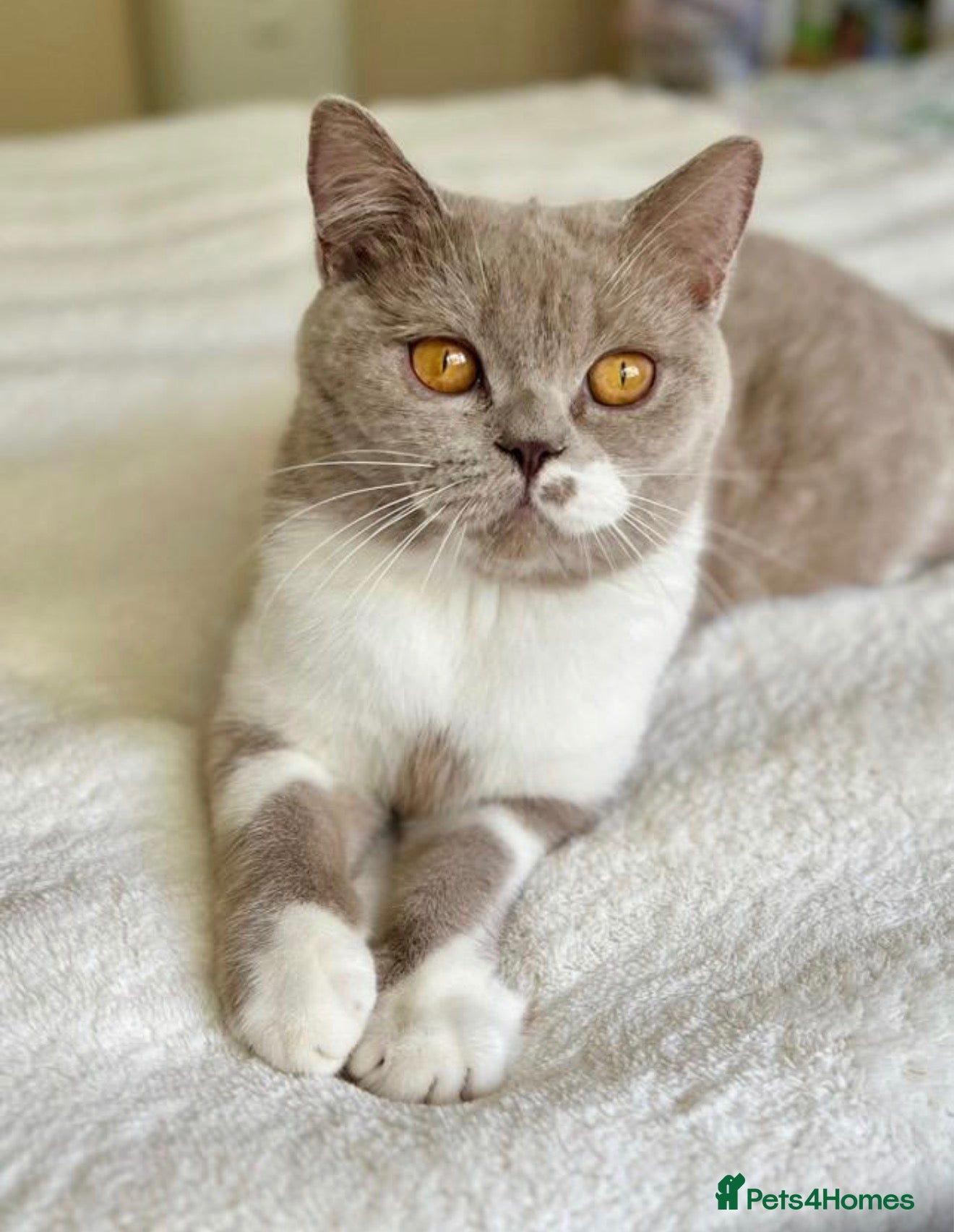 British Shorthair cats for sale: BSH Fawn and bi colour fawn kittens  - Advert 1