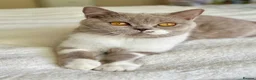 British Shorthair cats for sale: BSH Fawn and bi colour fawn kittens  - Advert 1