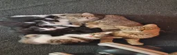 Mixed Breed cats for sale: Kittens looking for loving new home in Carmarthen - Advert 8
