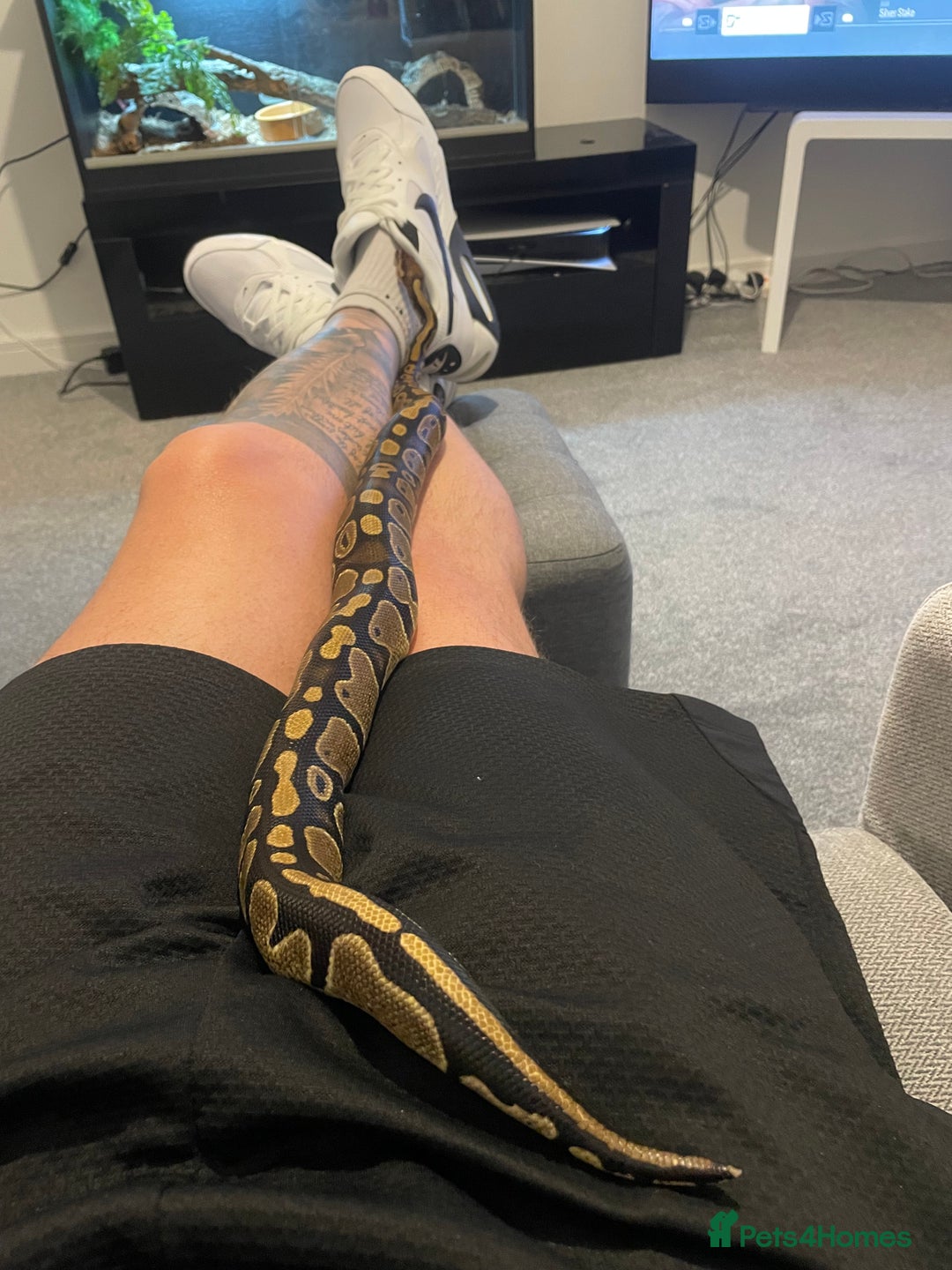 Python Snake reptiles for sale: Royal Python Three Years Old - Image 4