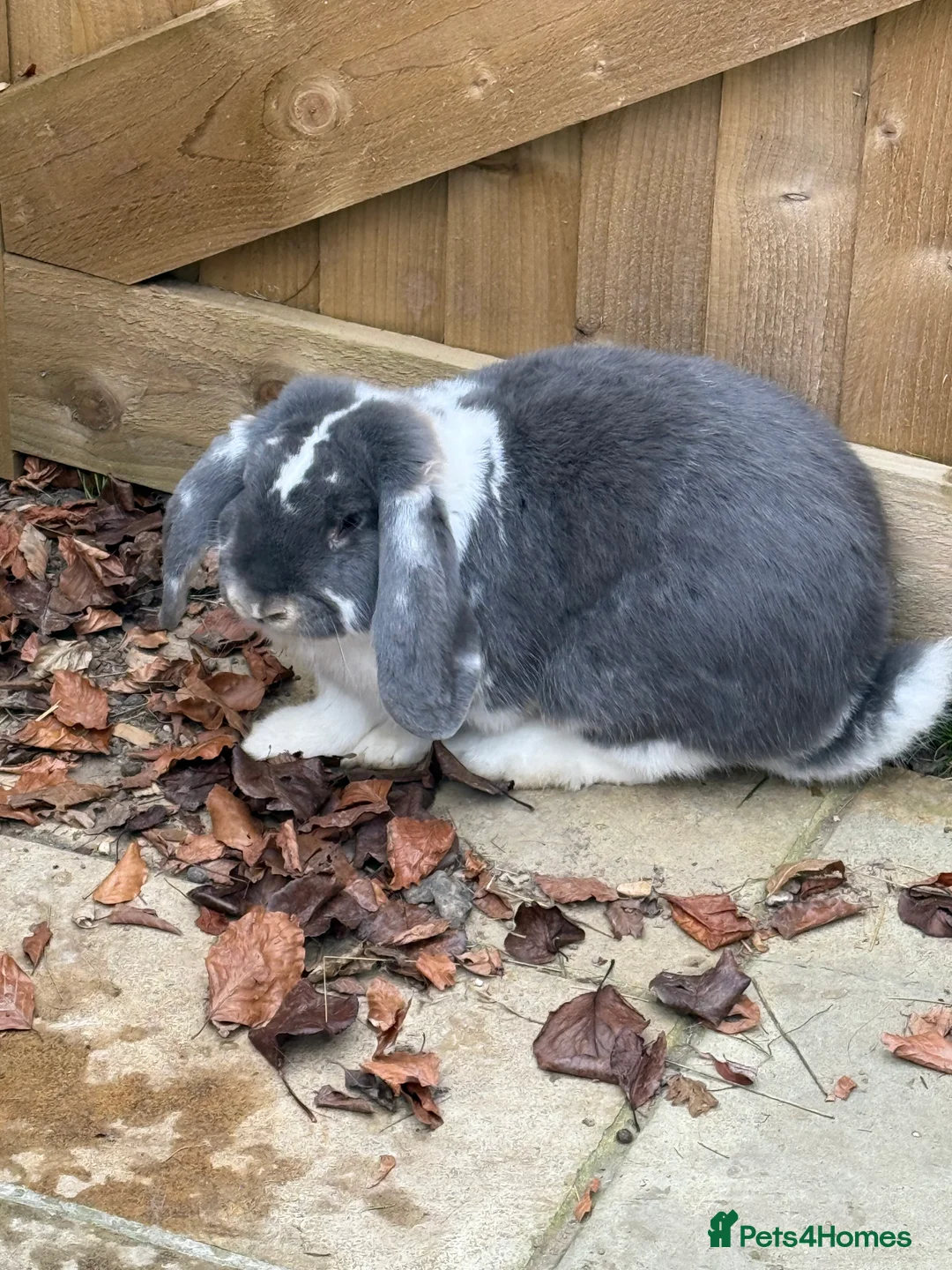 French Lop rabbits for sale: Vaccinated Stunning blue otter butterfly boy  - Advert 9