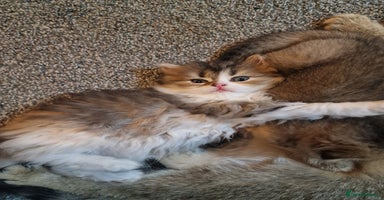 Scottish Fold cats - Advert 8