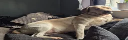Labrador Retriever dogs for stud: STUD ONLY KC REGISTERED LABRADOR FTC BLOODLINES  in Southam - Advert 4