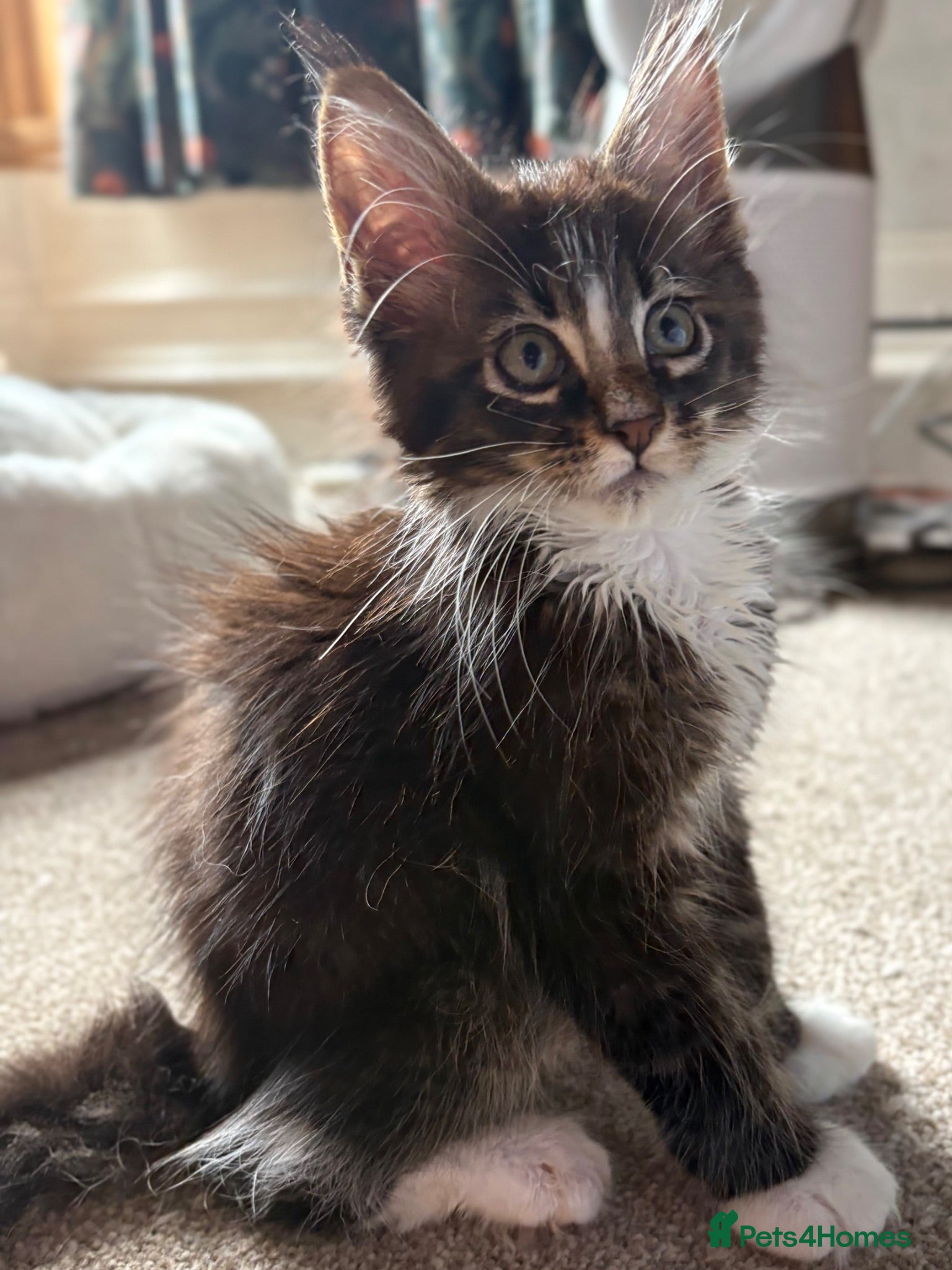 Maine Coon cats TICA Registered pedigree Maine Coon kittens - Advert 1