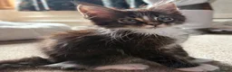 Maine Coon cats for sale: TICA Registered pedigree Maine Coon kittens - Advert 7