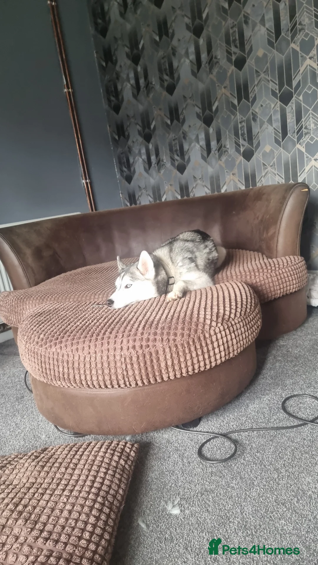 Siberian Husky dogs for sale: Female siberian husky - Advert 3