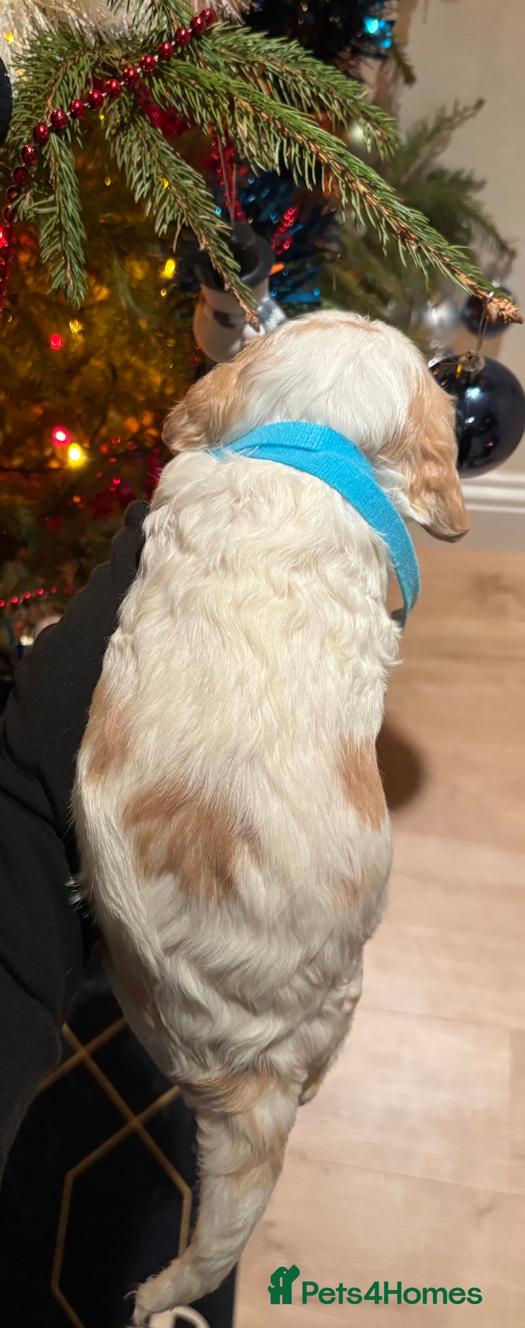 Mixed Breed dogs for sale: Cocker-Jack xCavalier King Charles Spaniel Puppies - Advert 36