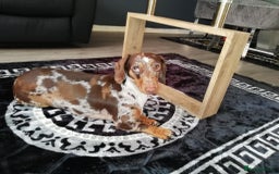 Dachshund dogs for sale: Miniature Dachshund  - Image 1
