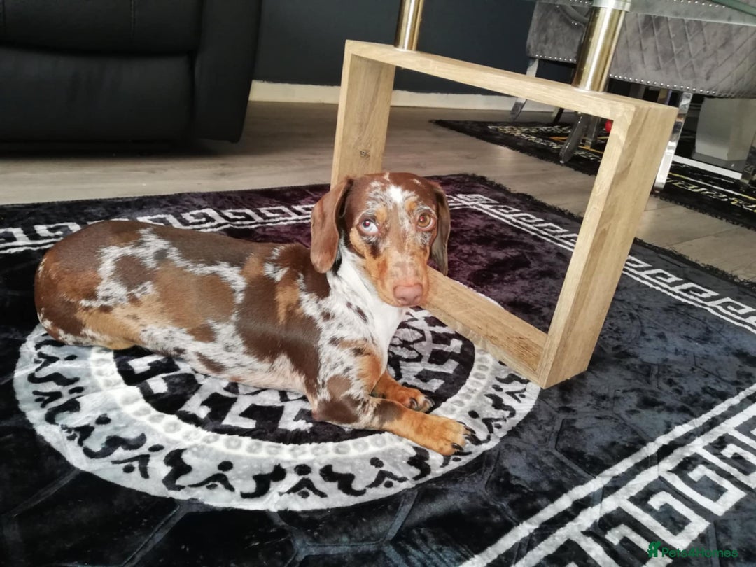 Dachshund dogs for sale: Miniature Dachshund  - Image 1