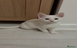 Mixed Breed cats for sale: 2 white kittens  - Image 7